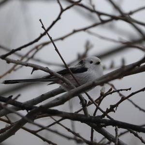 Long-tailed Tit