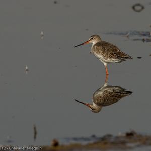 Dunkler Wasserläufer