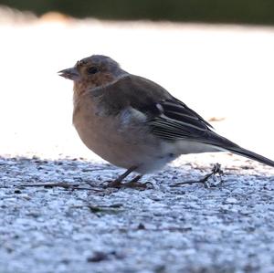 Eurasian Chaffinch