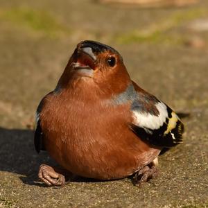 Eurasian Chaffinch