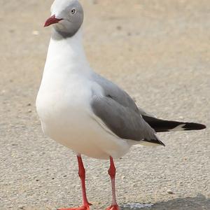 Grey-headed Gull