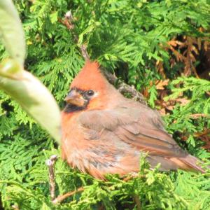 Northern Cardinal