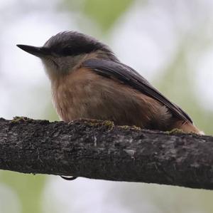 Wood Nuthatch