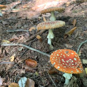 Fly Agaric