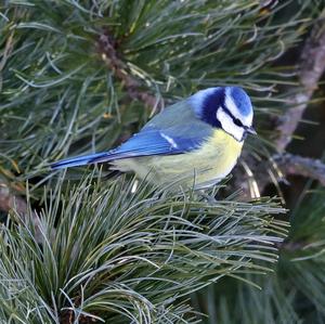 Blue Tit