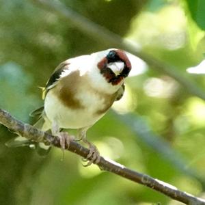 European Goldfinch