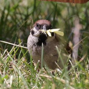 Eurasian Tree Sparrow