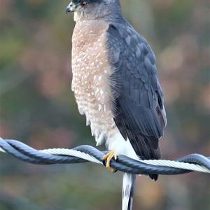 Eurasian Sparrowhawk