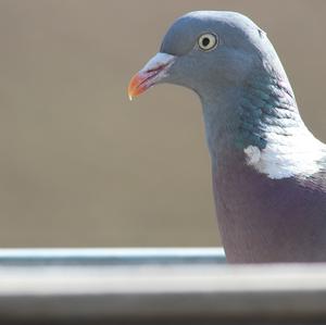 Common Wood-pigeon