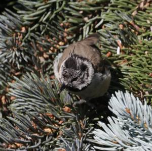 Crested Tit