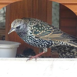 Common Starling