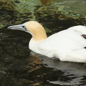 Northern Gannet