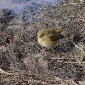 Common Chiffchaff