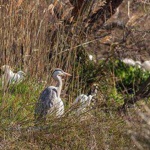 Grey Heron