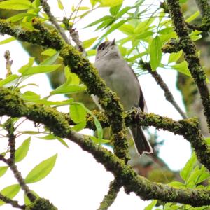 Blackcap