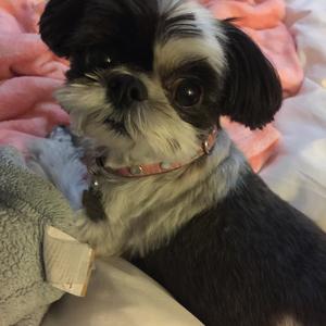 Shih Tzu