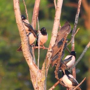 Rosy Starling