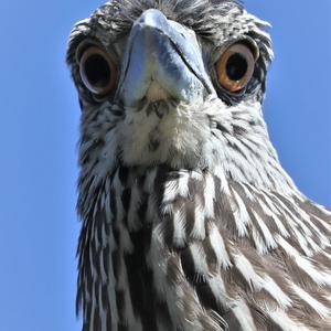 Black-crowned Night-heron