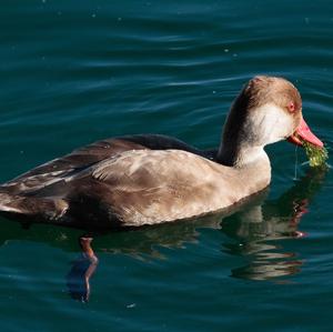 Red-crested Pochard