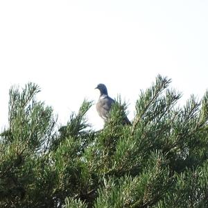 Common Wood-pigeon