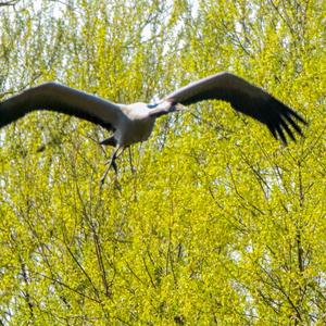 Common Crane