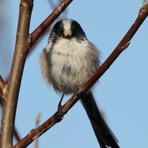 Long-tailed Tit