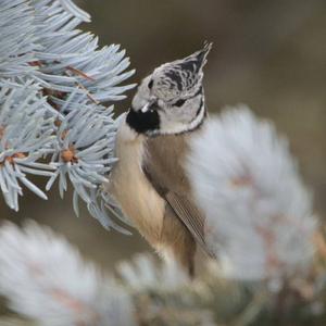 Crested Tit