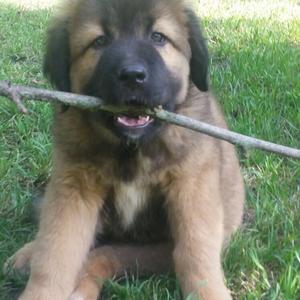 Caucasian Shepherd Dog