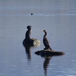 Great Cormorant