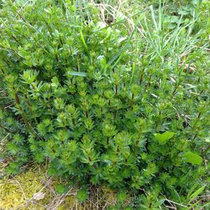 Galium x pomeranicum