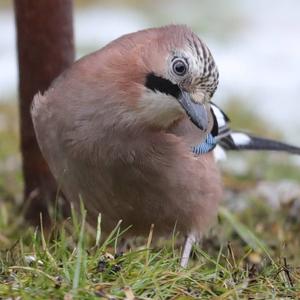 Eurasian Jay