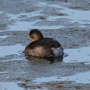 Little Grebe