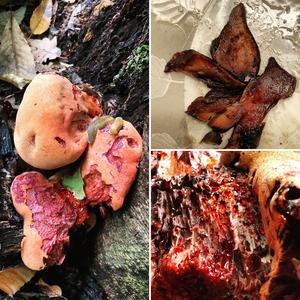 Beefsteak Polypore