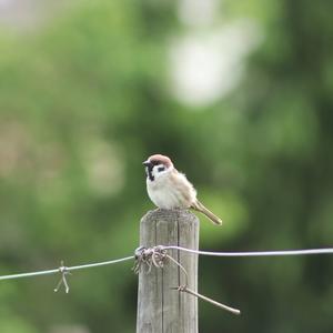 Eurasian Tree Sparrow