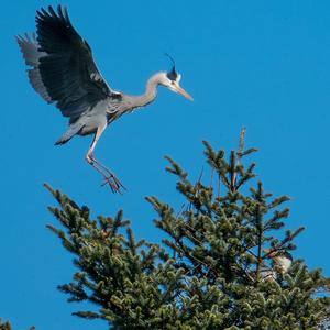 Grey Heron