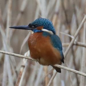 Common Kingfisher