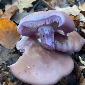 Wood Blewit