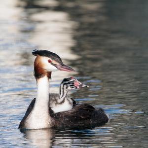 Great Crested Grebe