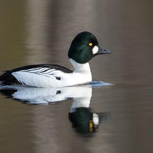 Common Goldeneye