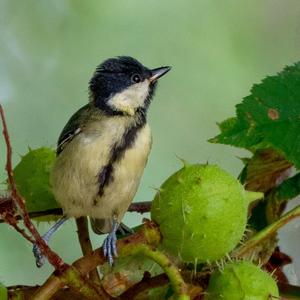 Great Tit