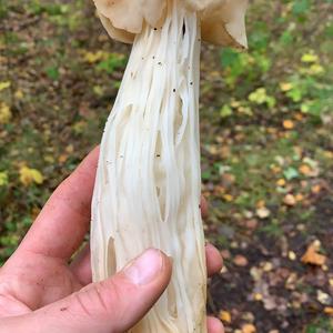 Fluted White Helvella