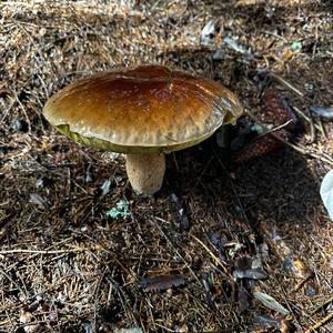 King Bolete