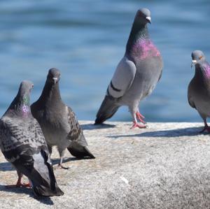 Stock Dove