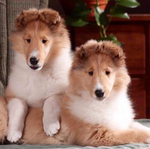 Rough Collie