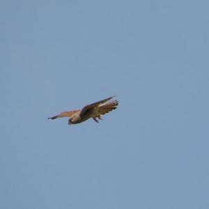 Common Kestrel