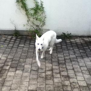 Berger Blanc Suisse