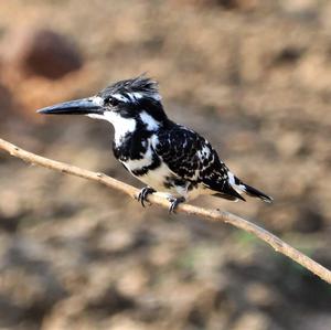 Pied Kingfisher