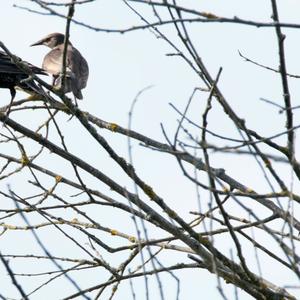 Common Starling