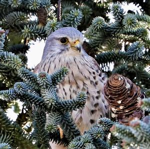 Common Kestrel