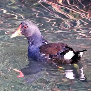 Plumbeous Rail